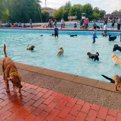 Hundeauslaufgebiet-Punk Dog - Die andere Hundeschule -Bild