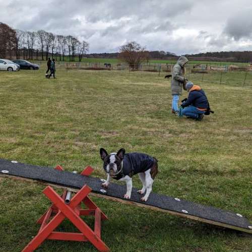 Hundeauslaufgebiet-Punk Dog - Die andere Hundeschule -Bild