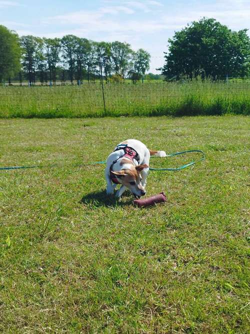 Hundeauslaufgebiet-Punk Dog - Die andere Hundeschule -Bild