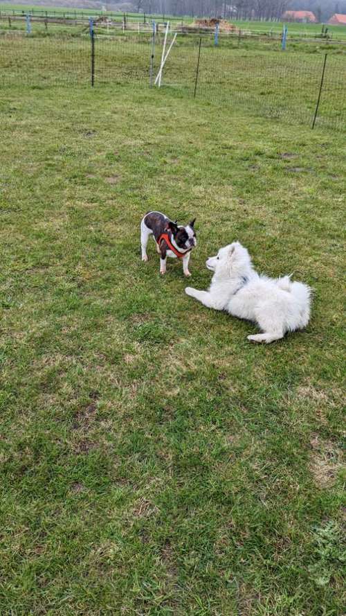 Hundeauslaufgebiet-Punk Dog - Die andere Hundeschule -Bild