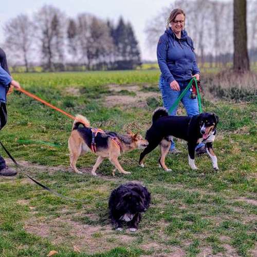 Hundeauslaufgebiet-Punk Dog - Die andere Hundeschule -Bild