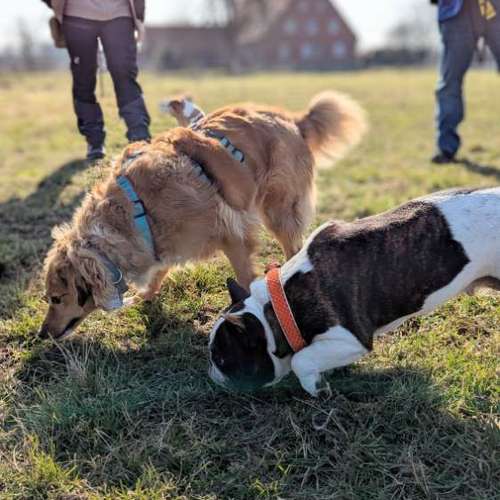 Hundeauslaufgebiet-Punk Dog - Die andere Hundeschule -Bild