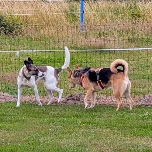 Hundeauslaufgebiet-Punk Dog - Die andere Hundeschule -Bild