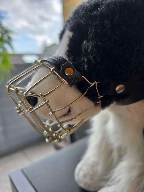 Hundeauslaufgebiet-Canis Cura Hundetraining & mehr-Bild