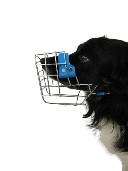 Hundeauslaufgebiet-Canis Cura Hundetraining & mehr-Bild