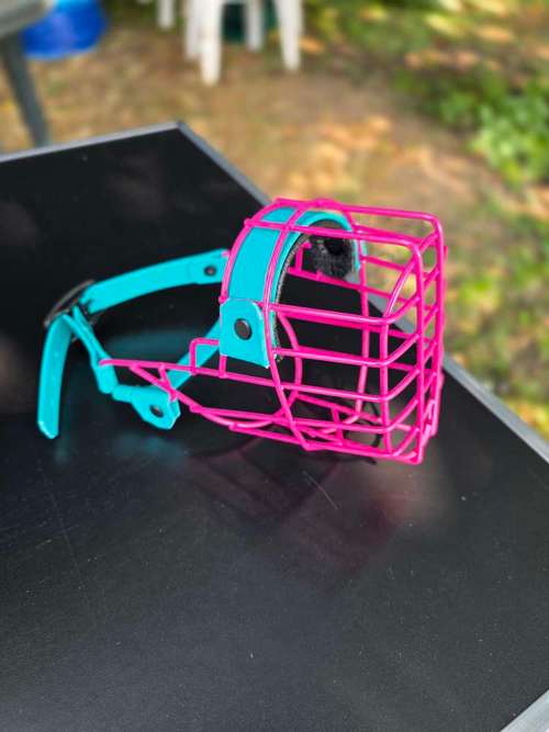 Hundeauslaufgebiet-Canis Cura Hundetraining & mehr-Bild