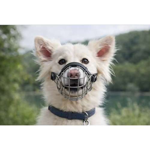 Hundeauslaufgebiet-Way of Dog mobile Hundeschule-Bild