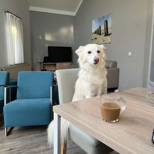 Hundeauslaufgebiet-Way of Dog mobile Hundeschule-Bild