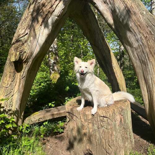 Hundeauslaufgebiet-Way of Dog mobile Hundeschule-Bild