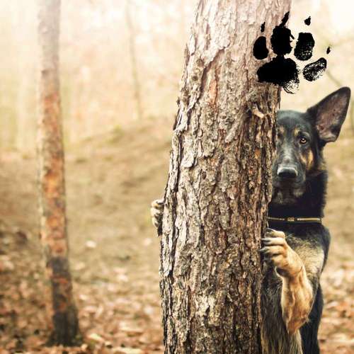Hundeauslaufgebiet-Hundeschule SchnauzenSchlau-Bild