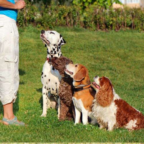 Hundeauslaufgebiet-Hundeschule SchnauzenSchlau-Bild