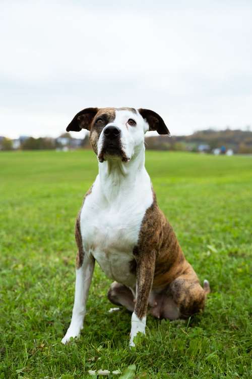Hundeauslaufgebiet-Hundeschule Monna Lisa-Bild