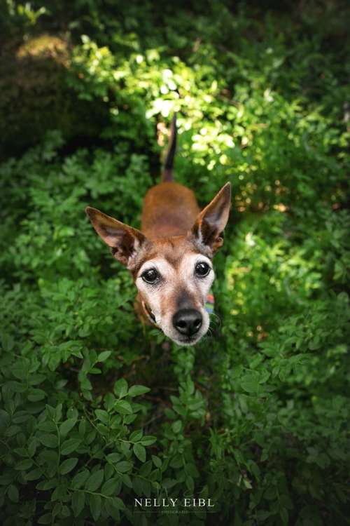 Hundeauslaufgebiet-Nelly Eibl Fotografie-Bild