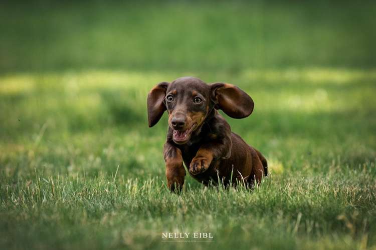 Hundeauslaufgebiet-Nelly Eibl Fotografie-Bild