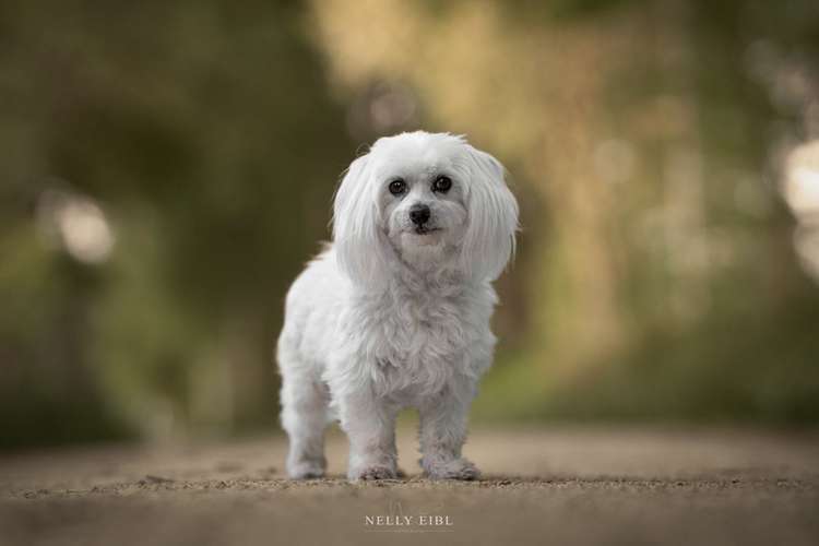 Hundeauslaufgebiet-Nelly Eibl Fotografie-Bild