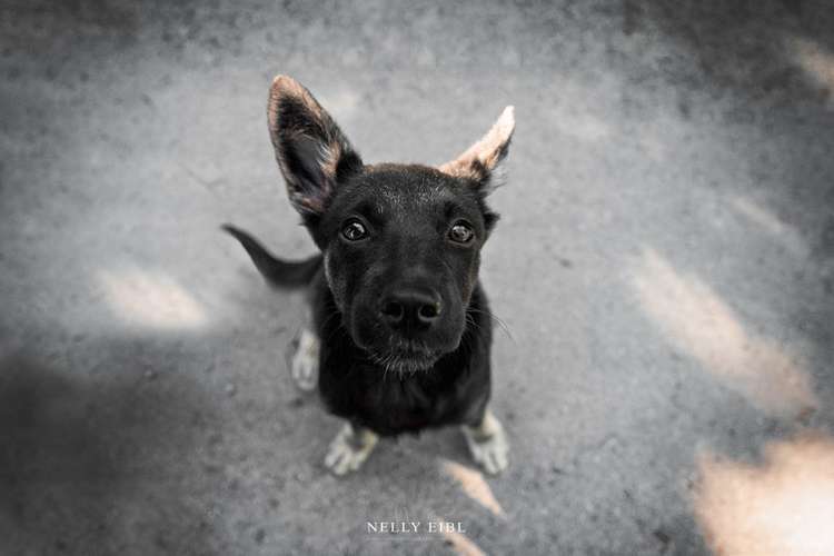 Hundeauslaufgebiet-Nelly Eibl Fotografie-Bild