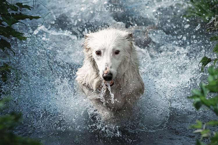Hundeauslaufgebiet-Nelly Eibl Fotografie-Bild