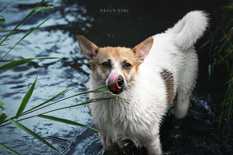 Hundeauslaufgebiet-Nelly Eibl Fotografie-Bild