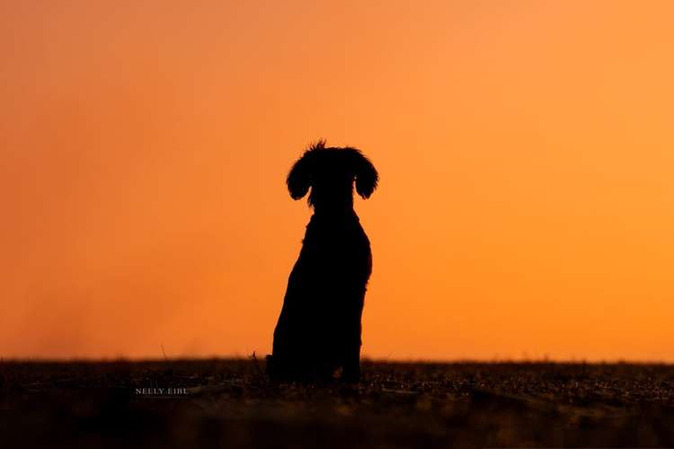 Hundeauslaufgebiet-Nelly Eibl Fotografie-Bild