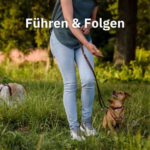 Hundeauslaufgebiet-Sechster Sinn - Coaching Mensch Hund-Bild
