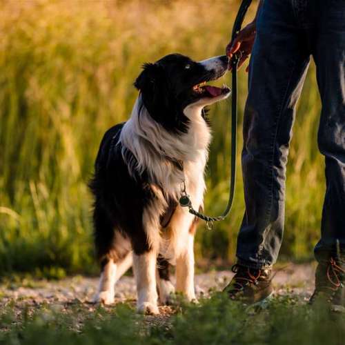 Hundeauslaufgebiet-Sechster Sinn - Coaching Mensch Hund-Bild