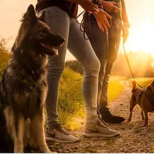 Hundeauslaufgebiet-Sechster Sinn - Coaching Mensch Hund-Bild