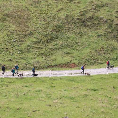 Hundeauslaufgebiet-Sechster Sinn - Coaching Mensch Hund-Bild