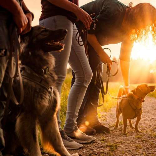 Hundeauslaufgebiet-Sechster Sinn - Coaching Mensch Hund-Bild