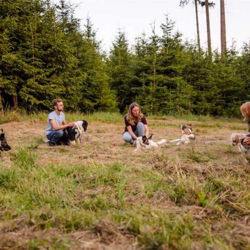 Hundeauslaufgebiet-Sechster Sinn - Coaching Mensch Hund-Bild