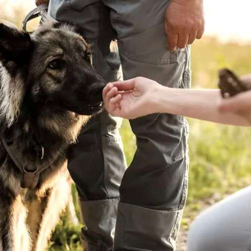 Hundeauslaufgebiet-Sechster Sinn - Coaching Mensch Hund-Bild