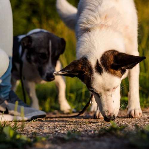 Hundeauslaufgebiet-Sechster Sinn - Coaching Mensch Hund-Bild
