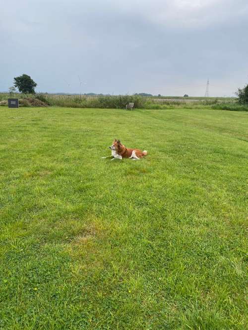 Hundeauslaufgebiet-Physiotherapie Reflexpunkt  Für Mensch und Hund, Hunde- Osteopathie-Bild