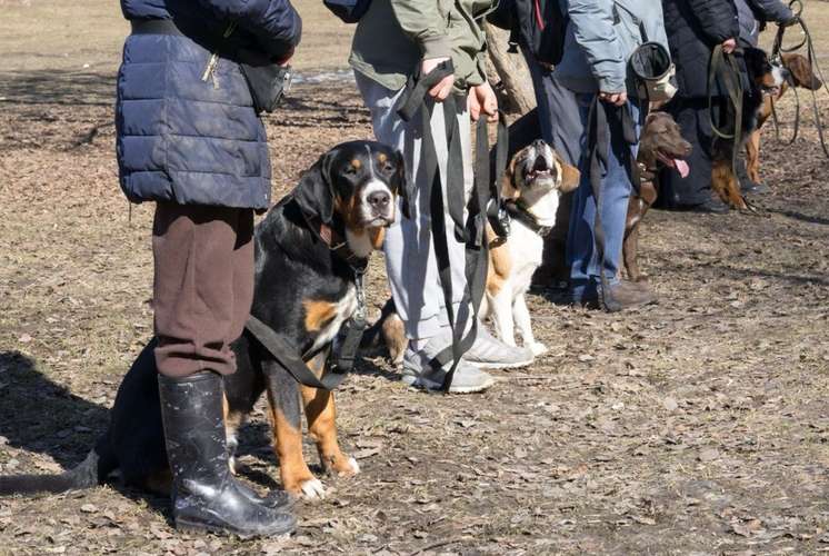 Hundeauslaufgebiet-ALL in ONE Hundesportschule-Bild