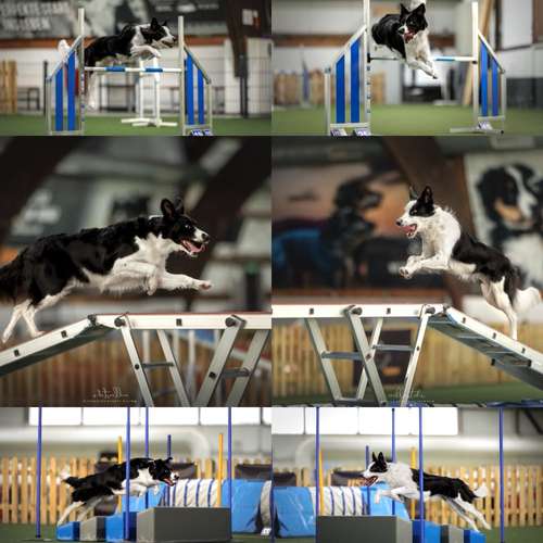 Hundeauslaufgebiet-ALL in ONE Hundesportschule-Bild