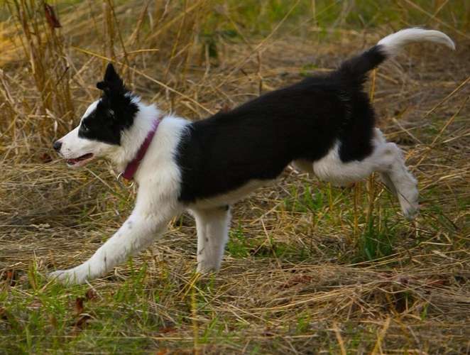 Hundeauslaufgebiet-ALL in ONE Hundesportschule-Bild