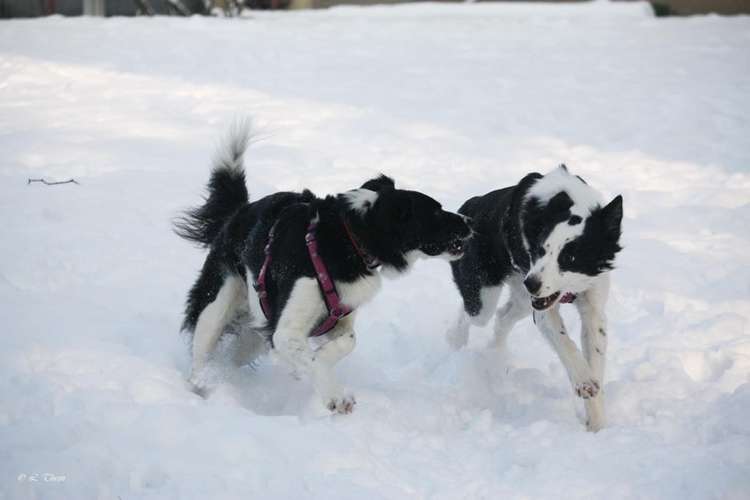 Hundeauslaufgebiet-ALL in ONE Hundesportschule-Bild