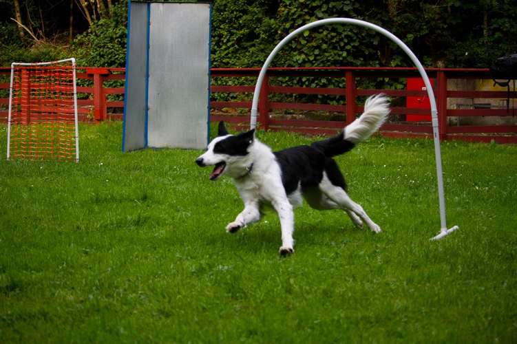 Hundeauslaufgebiet-ALL in ONE Hundesportschule-Bild