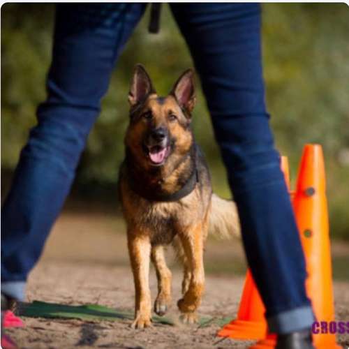 Hundeauslaufgebiet-ALL in ONE Hundesportschule-Bild