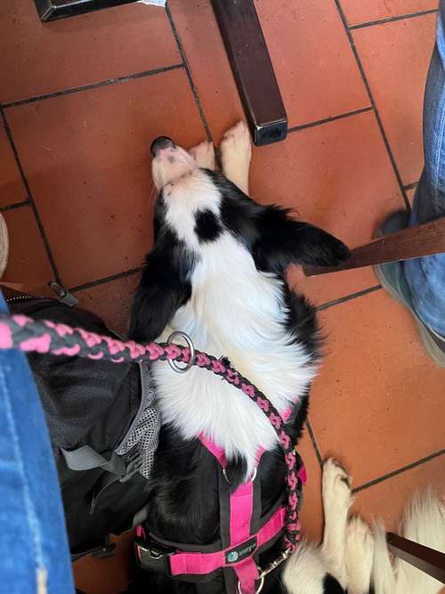 Hundeauslaufgebiet-ALL in ONE Hundesportschule-Bild