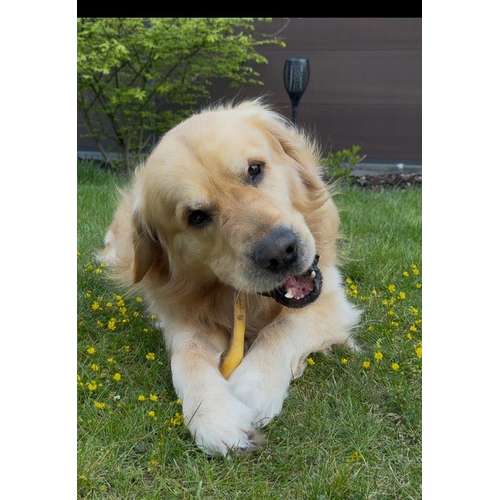 Hundeauslaufgebiet-Bobbys Box-Bild