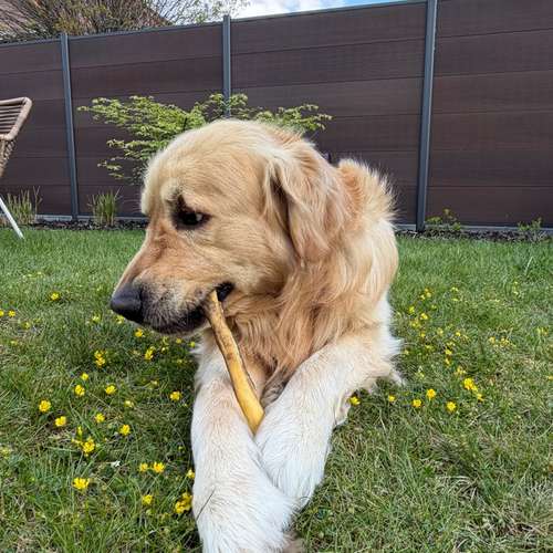 Hundeauslaufgebiet-Bobbys Box-Bild
