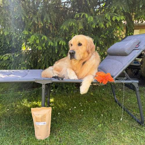 Hundeauslaufgebiet-Bobbys Box-Bild