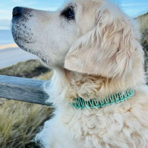 Hundeauslaufgebiet-Maffy’s Manufaktur-Bild