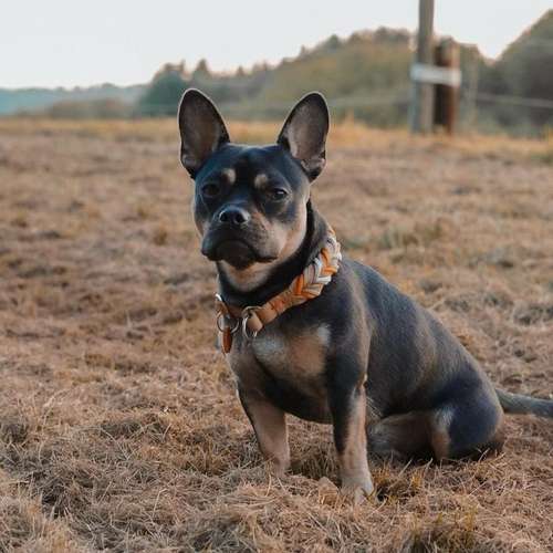 Hundeauslaufgebiet-Maffy’s Manufaktur-Bild