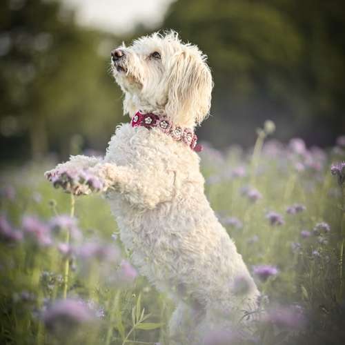 Hundeauslaufgebiet-Maffy’s Manufaktur-Bild