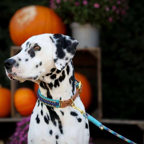 Hundeauslaufgebiet-Maffy’s Manufaktur-Bild