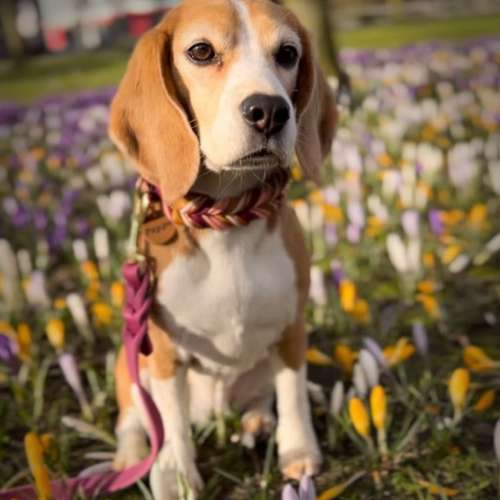 Hundeauslaufgebiet-Maffy’s Manufaktur-Bild