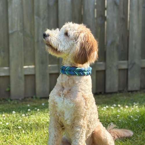 Hundeauslaufgebiet-Maffy’s Manufaktur-Bild