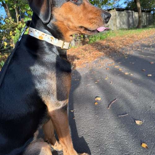 Hundeauslaufgebiet-Maffy’s Manufaktur-Bild