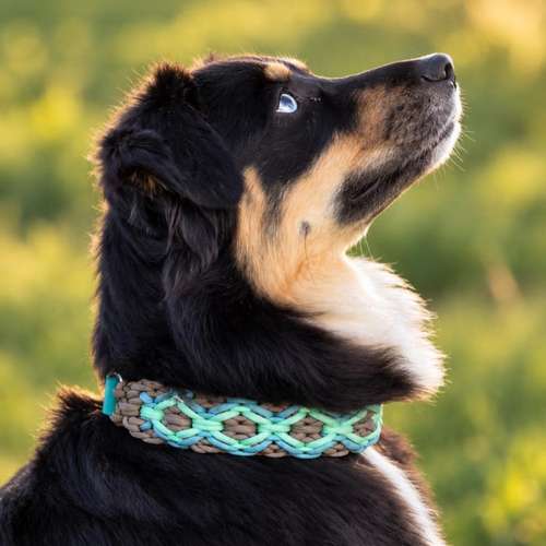 Hundeauslaufgebiet-Lumeja-Bild